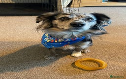 Mixed Breed dogs for sale: Flash 🐾 Looking for an active home - Image 4