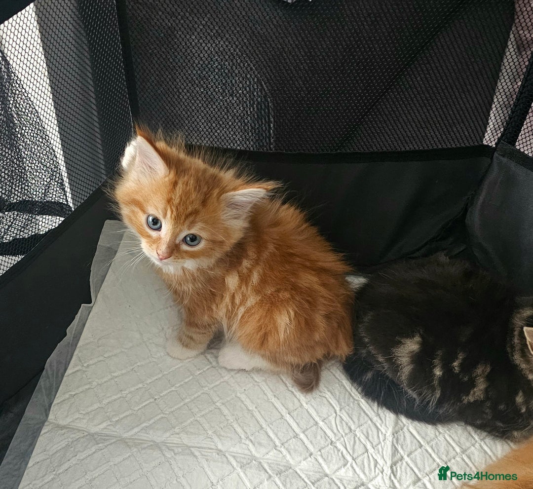 Maine Coon cats for sale: Maine Coone  - Image 2
