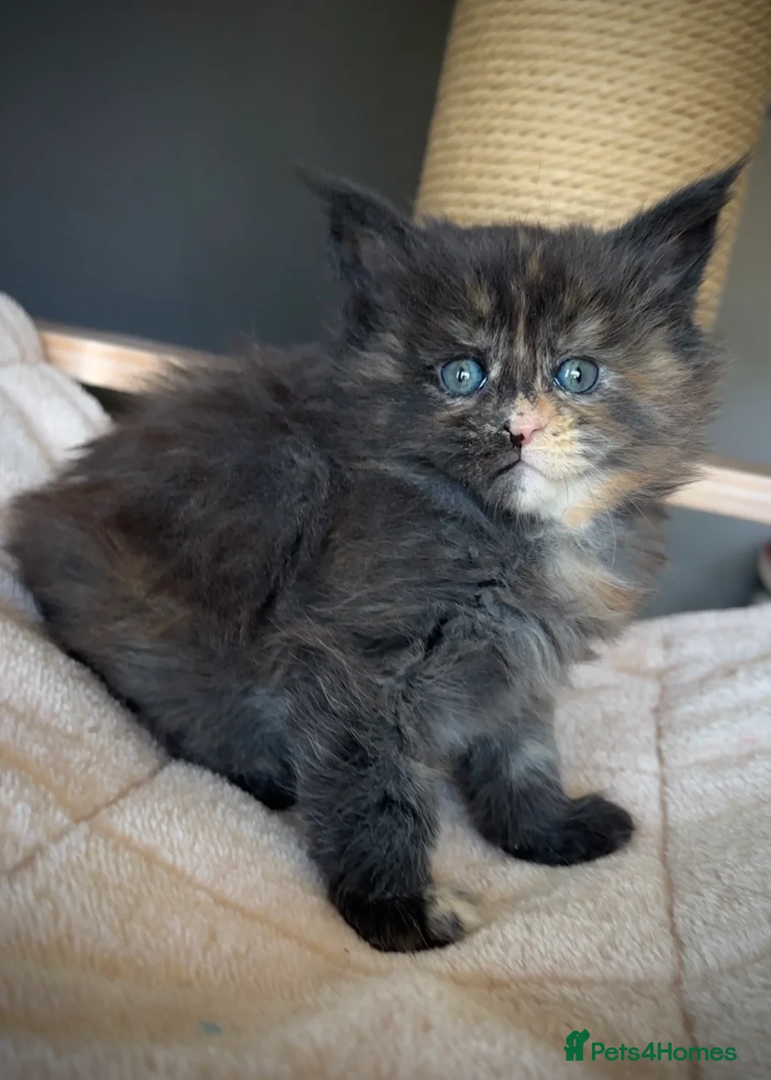 Maine Coon cats for sale: Maine Coon Kittens.. GCCF Reg and Health Tested.  in Doncaster - Advert 16