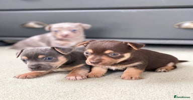 Jack Russell dogs - Advert 6