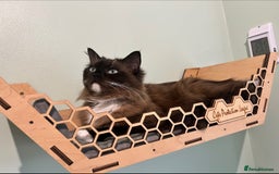 Ragdoll cats for sale: Adorable Ragdoll Kittens Due October 2025 - Image 1