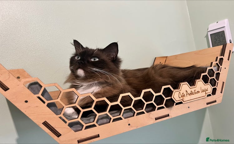 Ragdoll cats - Advert 4