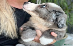 Bernese Mountain Dog dogs for sale: Stunning Chunky Bordernese Puppies - Image 16