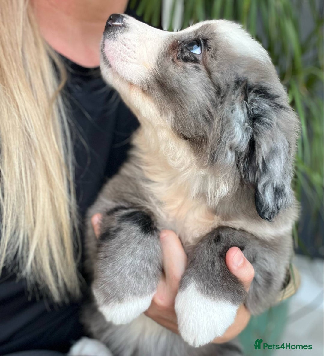 Bernese Mountain Dog dogs for sale: Stunning Chunky Bordernese Puppies - Image 16