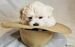 Maltese dogs for sale: ✨ Exquisite Maltese Puppies Available✨ - Advert 10