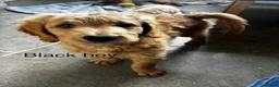 Double Doodle dogs for sale: READY FOR THEIR FOREVER HOMES double/goldendoodles - Advert 14