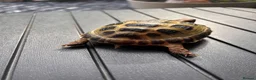 Tortoise reptiles for sale: Male? Horsfield Tortoise & Indoor set up Paid £350 - Advert 3