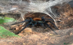 Tarantulas invertebrates for sale: Chromatopelma Cyanepubescens (Female) - Image 2
