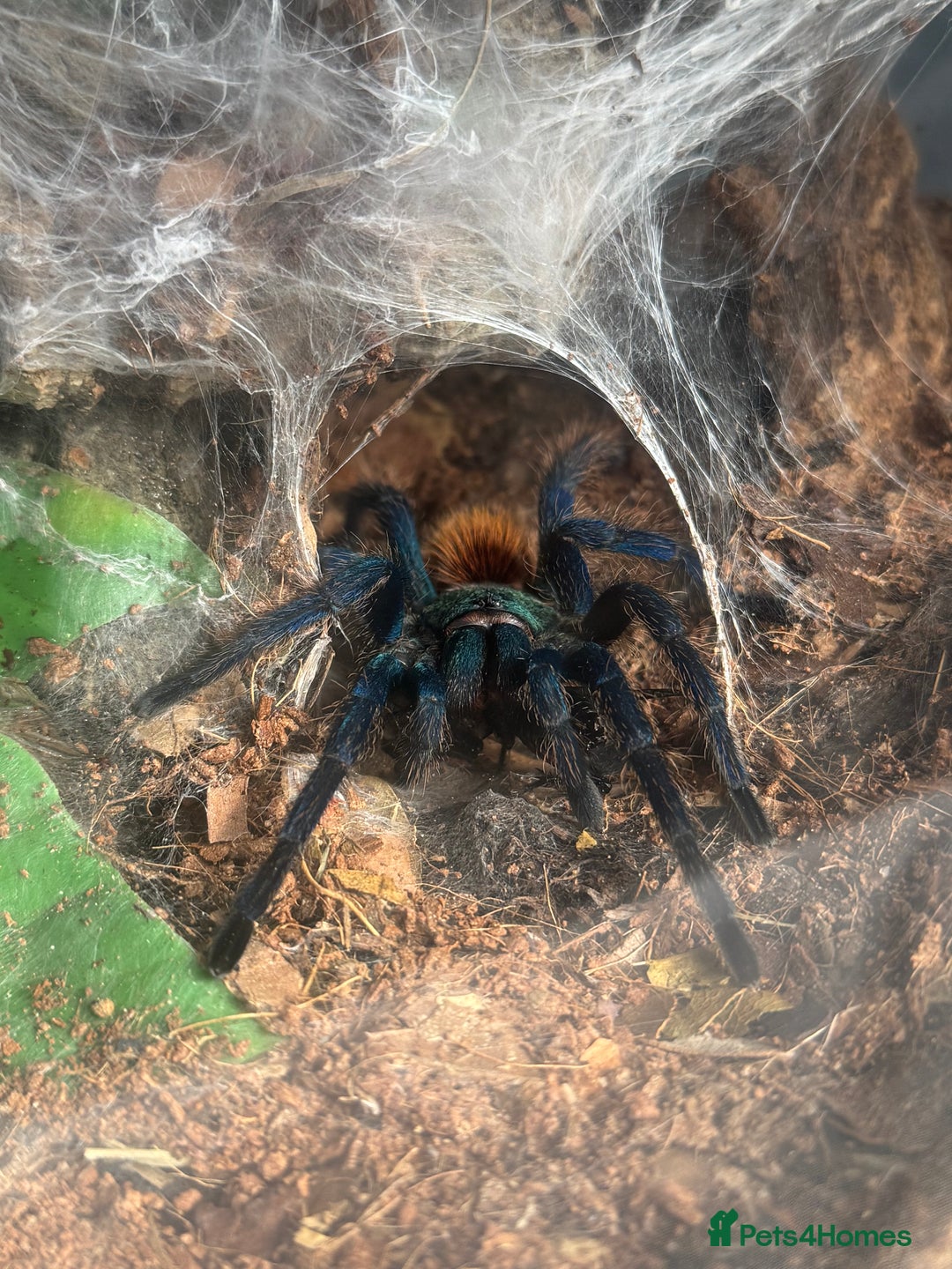 Tarantulas invertebrates for sale: Chromatopelma Cyanepubescens (Female) - Image 2