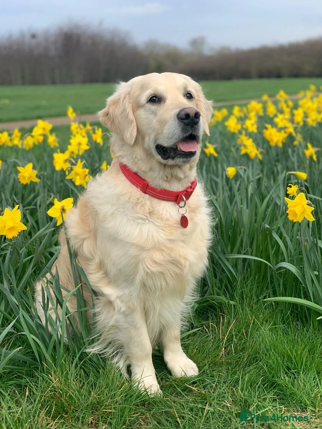 Golden Retriever dogs for stud: KC Reg, Health Tested, Crufts Qualified, Proven in Milton Keynes - Advert 11