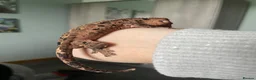 Gecko reptiles for sale: Gorgeous super Dalmatian ink spot  - Advert 3