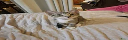 Mixed Breed cats for sale: Tabby torty cross in Derby - Advert 15