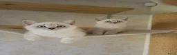 British Shorthair cats for sale: Beautiful Colourpointed Kittens - Advert 8