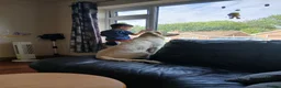 Golden Retriever dogs for sale: Golden retriver - Advert 2
