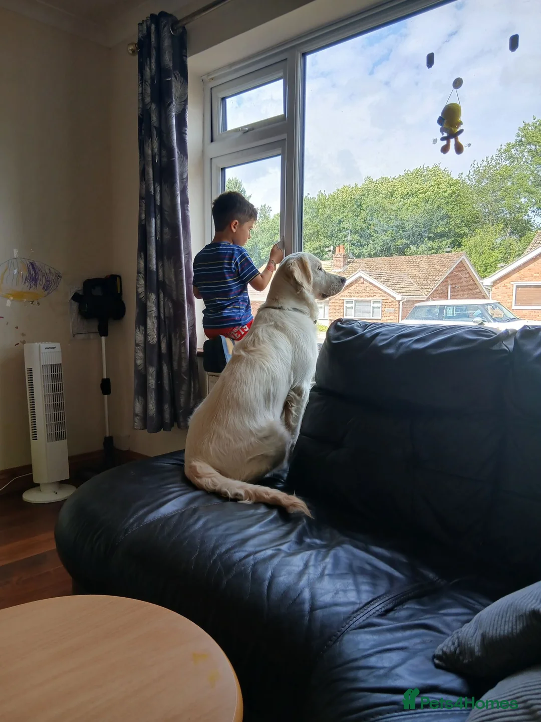 Golden Retriever dogs for sale: Golden retriver - Advert 2