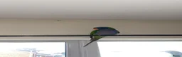 Parakeets birds for sale: ELVIS - male Derbyian 2.5 years old - Advert 3