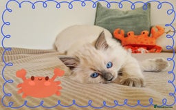 Ragdoll cats for sale: Top-Quality Pedigree Ragdoll Kittens - 3 AVAILABLE - Image 19
