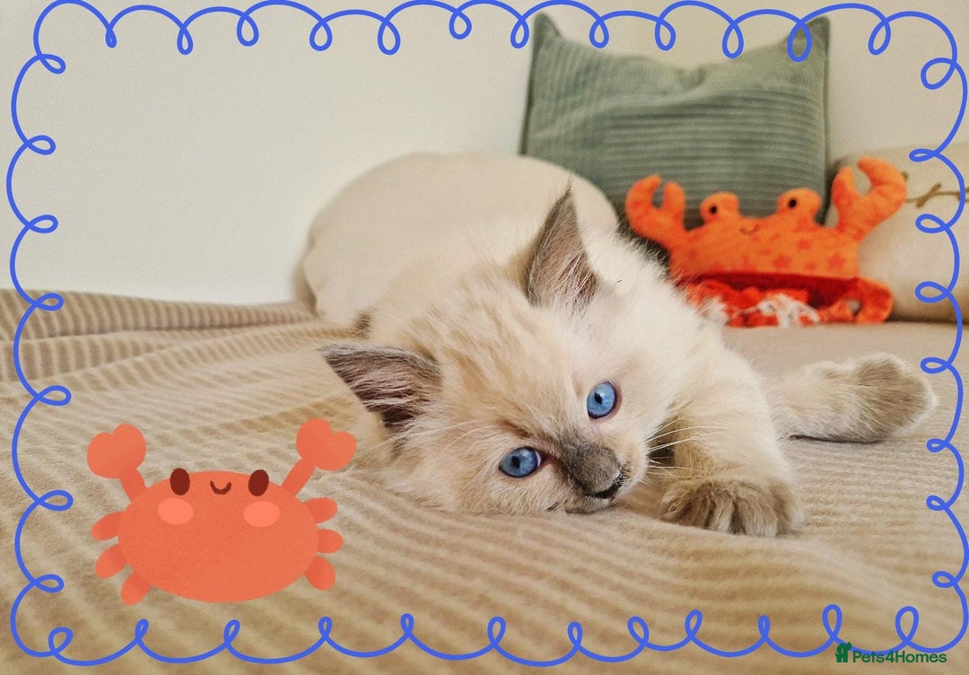 Ragdoll cats for sale: Top-Quality Pedigree Ragdoll Kittens - 3 AVAILABLE - Image 19
