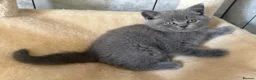 British Shorthair cats for sale: British Short Hair Blue and Lilac Adorable Kittens - Advert 28