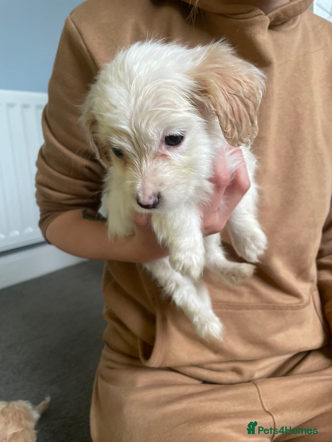 Mixed Breed dogs for sale: Two male cocker spaniel/shih tzu pups - Image 1