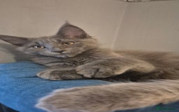 Maine Coon cats for sale: Maine Coon Glasgow AVAILABLE  - Image 10