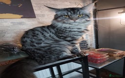 Maine Coon cats for sale: XXL Maine-coon beautiful silver boy. - Image 11