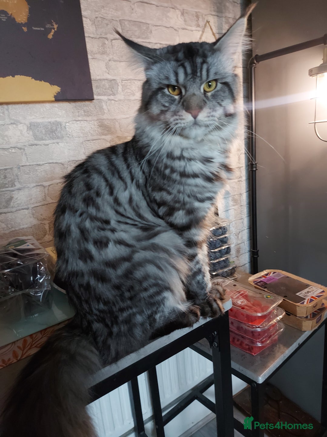 Maine Coon cats for sale: XXL Maine-coon beautiful silver boy. - Image 11