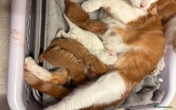 Maine Coon cats for sale: Ginger tiger striped fluffy maincoon mix.  - Image 8