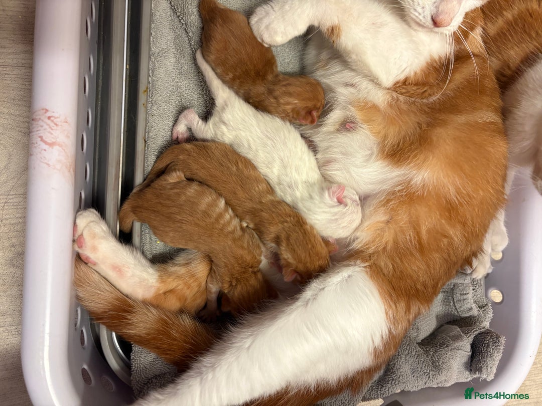 Maine Coon cats for sale: Ginger tiger striped fluffy maincoon mix.  - Image 8