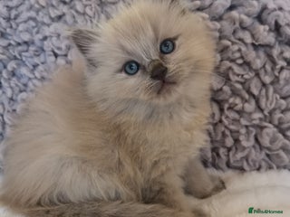 Ragdoll cats Stunning TICA Ragdoll Kittens - Mink, Sepia, - Advert 3