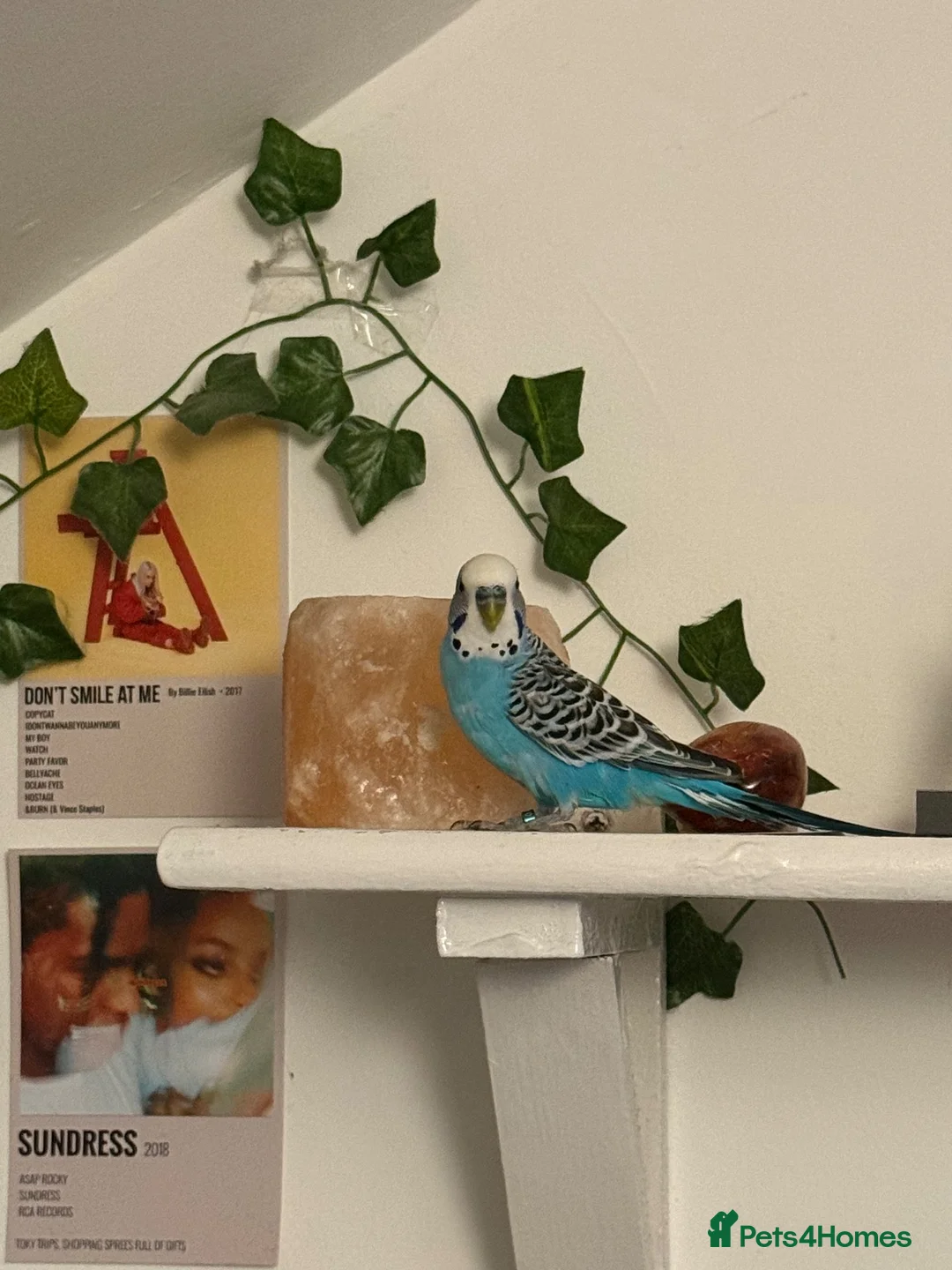 Budgerigars birds for sale: 2x budgies in Hull - Advert 3