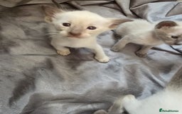 Siamese cats for sale: Traditional Siameses Only 2 available to reserve - Image 10