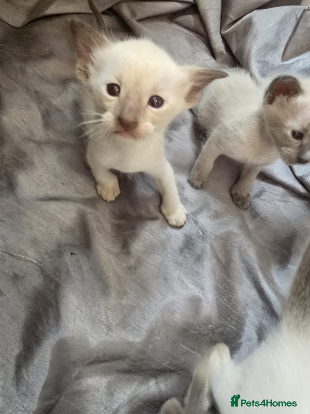 Siamese cats for sale: Traditional Siameses Only 2 available to reserve - Image 10