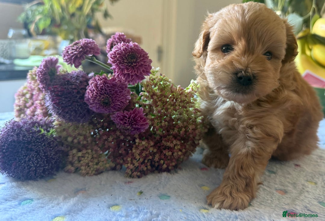 Maltipoo dogs for sale: Perfect small Maltipoo’s  puppy’s ❤️ - Image 6