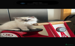 Ragdoll cats for sale: Stunning GCCF reg ragdoll kittens available now  - Image 5