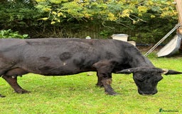 Cows & Bulls livestock for sale: Dexter 1 Bull and two cows for sale - Image 5