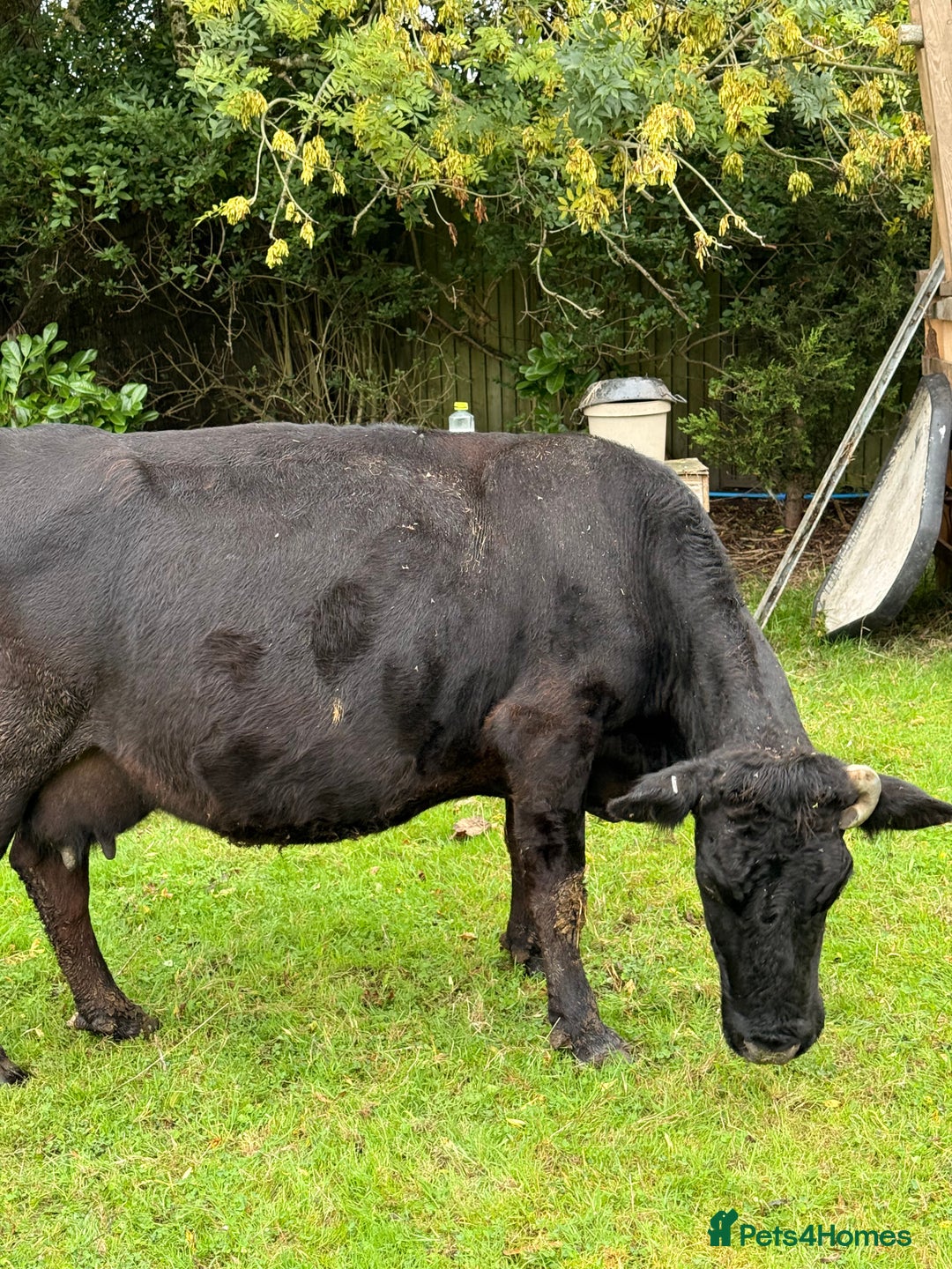 Cows & Bulls livestock for sale: Dexter 1 Bull and two cows for sale - Image 5