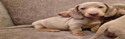 Miniature Dachshund dogs for sale: Isabella miniature dachshund puppies  - Advert 11