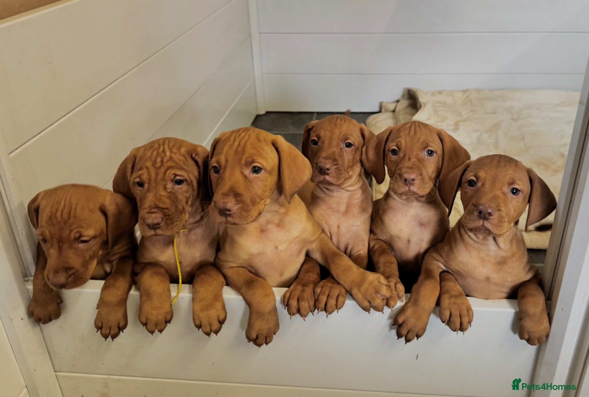 Hungarian Vizsla dogs KC Vizsla Puppies for Licensed breeder - Advert 1