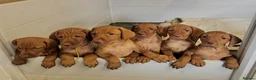 Hungarian Vizsla dogs for sale: KC Vizsla Puppies for Licensed breeder - Advert 2