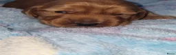 Cocker Spaniel dogs for sale: Cocker spaniel puppy's  - Advert 10