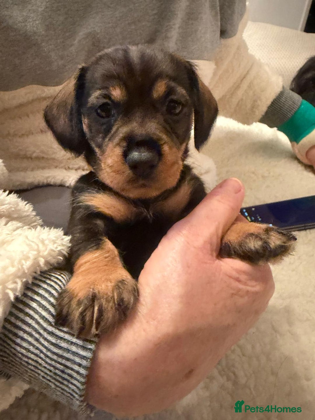 Dachshund dogs for sale: Tekel (wire haired dachshund) READY TO GO NOW - Advert 38
