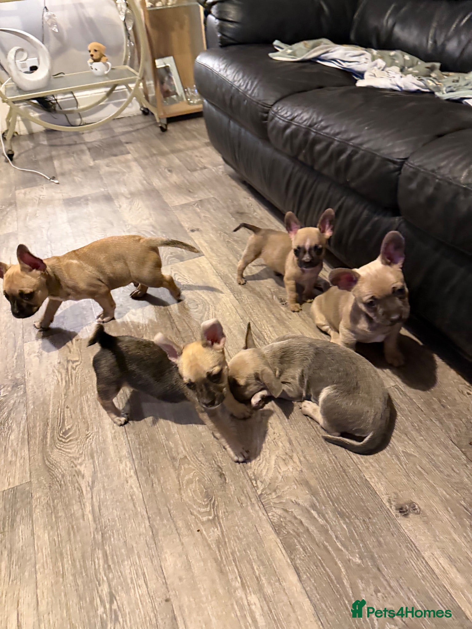 Mixed Breed dogs French Bull dog cross Chihuahua puppies  - Advert 1