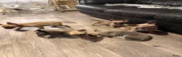 Mixed Breed dogs for sale: READY NOW French Bull dog cross Chihuahua puppies  - Advert 14