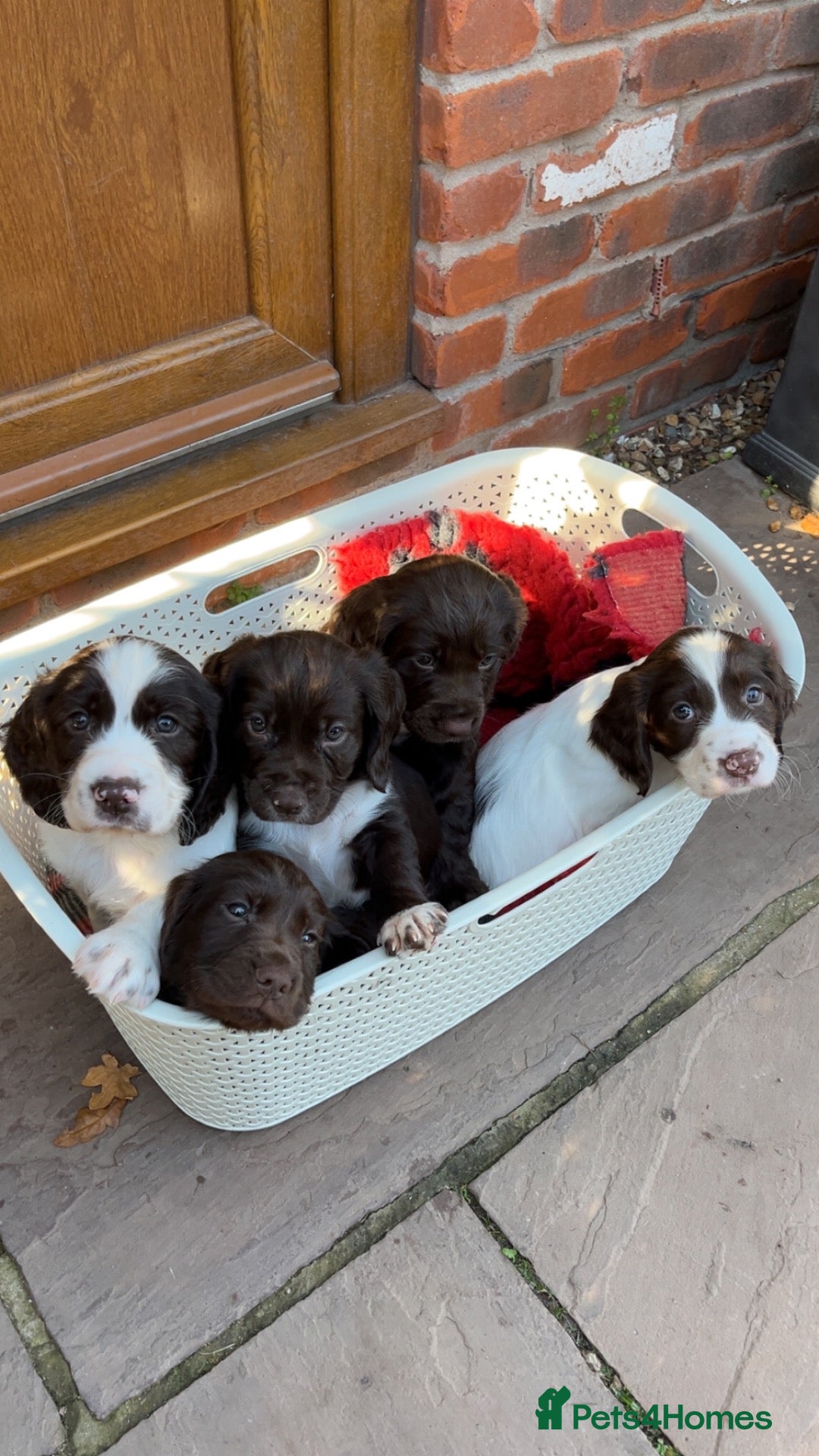 Sprocker dogs Sprocker Puppies - 4th generation.  - Advert 1