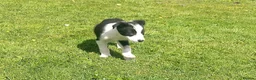 Border Collie dogs for sale: Border Collie Pups - Advert 3