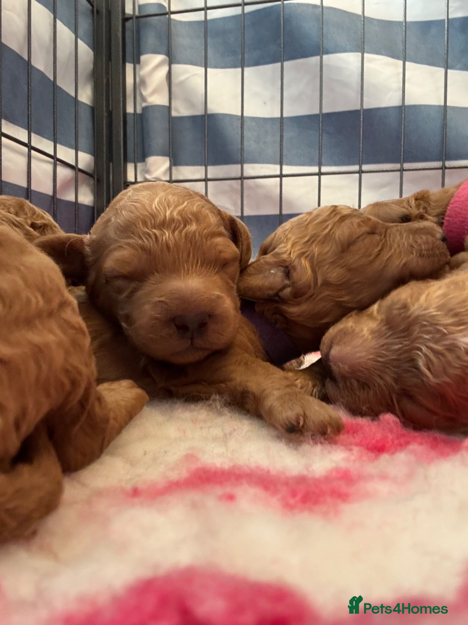 Cockapoo dogs 🌈 Beautiful Cockapoo Puppies – DNA Tested Clear - Advert 1