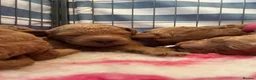 Cockapoo dogs for sale: 🌈 Beautiful Cockapoo Puppies – DNA Tested Clear - Advert 1