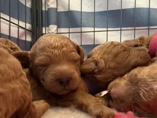 Cockapoo dogs DNA Clear F1b Cockapoo Puppies Ready 27 Aug - Advert 6