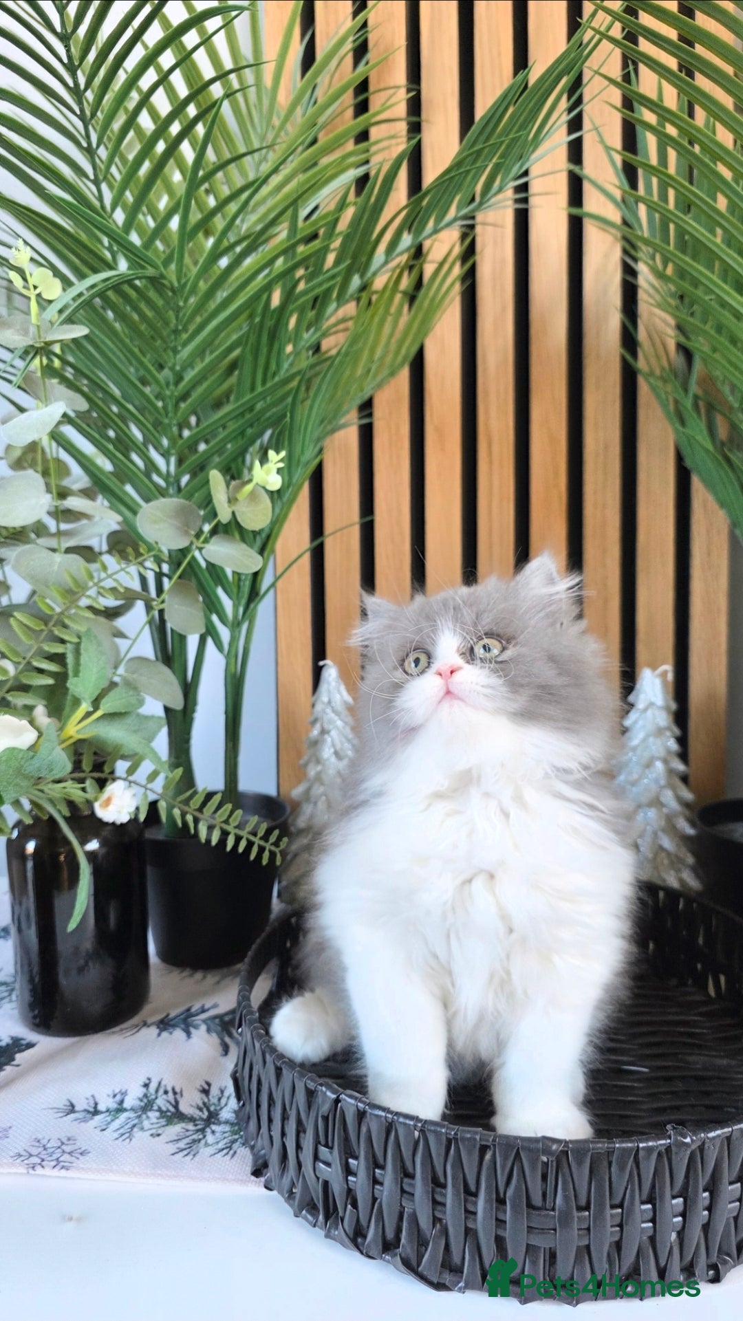 Mixed Breed cats for sale: Beautiful Ragdoll-Persian kittens - Advert 19
